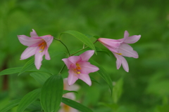六月の花散歩-姫小百合