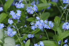 花散歩‐勿忘草