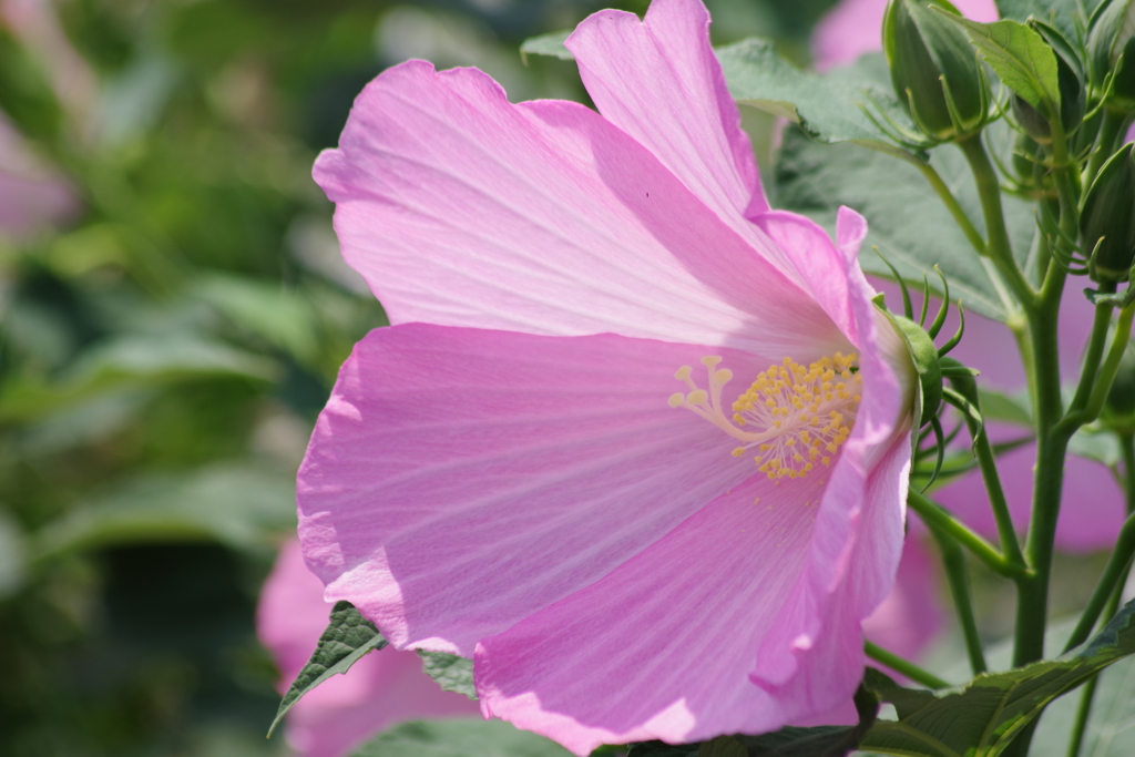 花散歩-ピンクのフヨウ