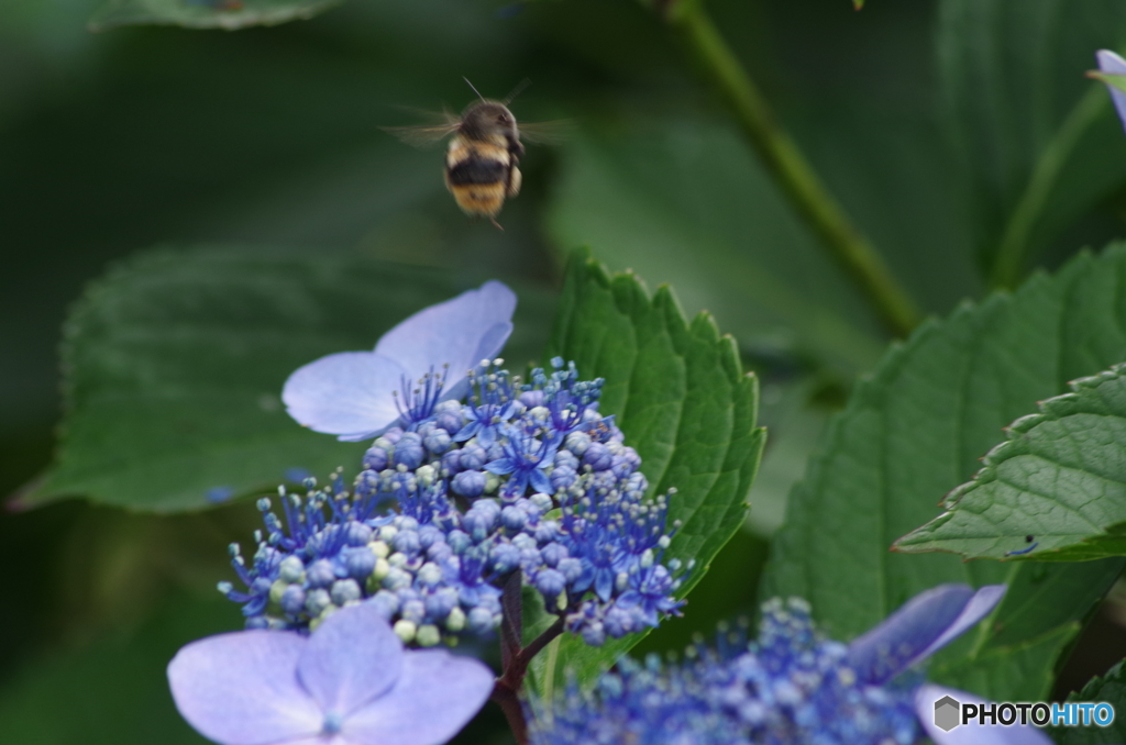 夏の忘れ物‐紫陽花からアラヨッと-2