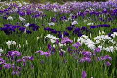 花菖蒲グラデーション