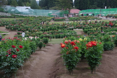 秋田国際ダリア園-2