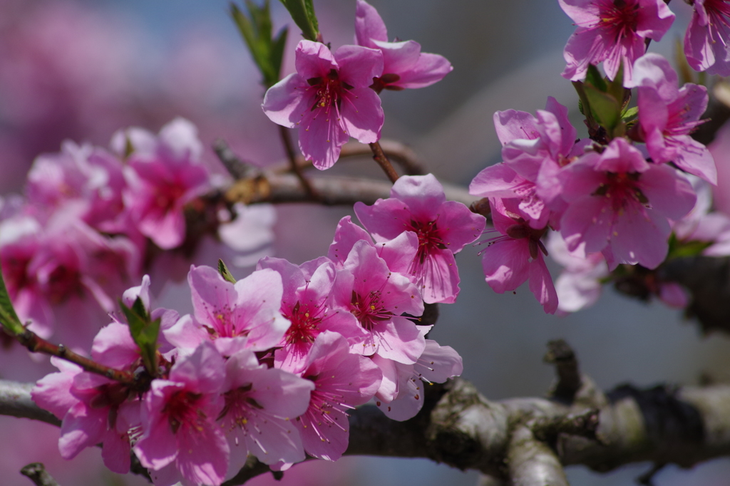 桃の花-3