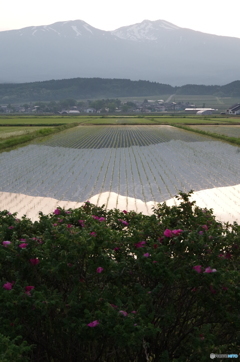 水鏡に写る鳥海山-2