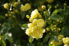 春の忘れ物-木香薔薇