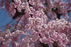山形の桜尽くし-5