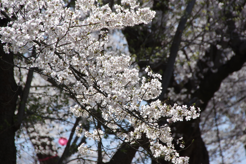 烏帽子山千本桜-4