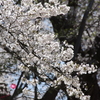 烏帽子山千本桜-4