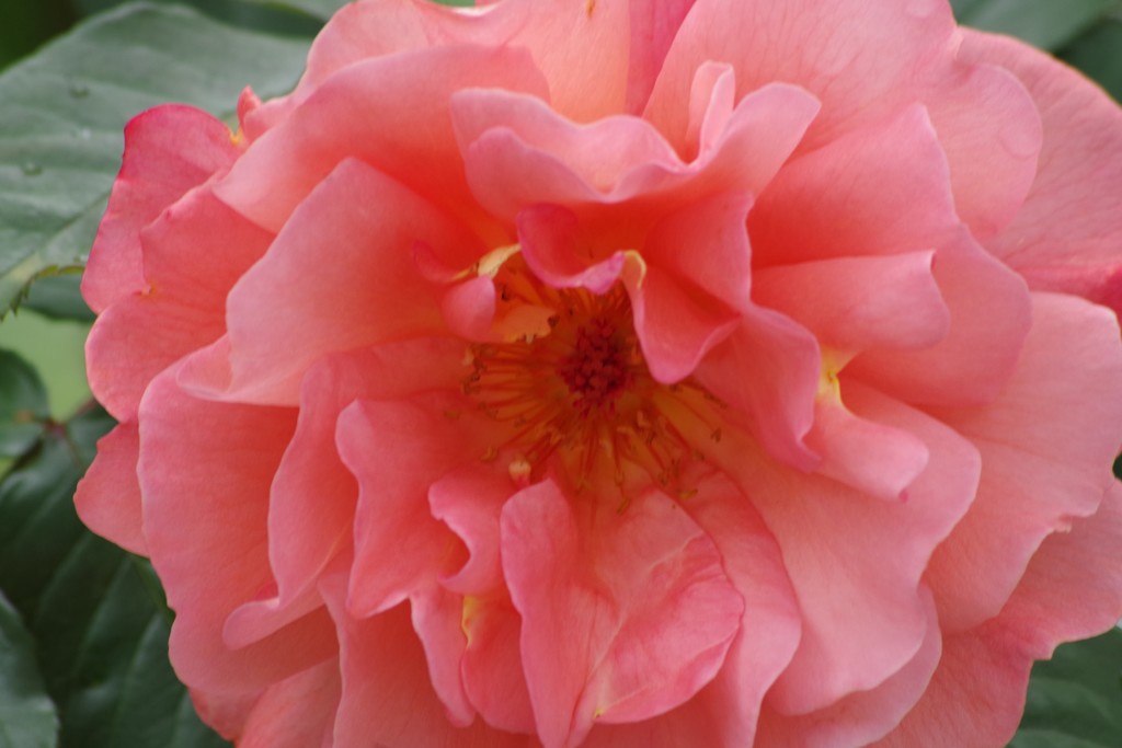 花散歩-アプリコットの薔薇