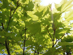初夏の木陰