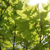 初夏の木陰