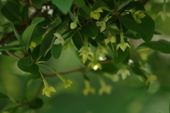 五月の風-茱萸