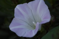 2018.6.4の花散歩‐昼顔