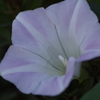 2018.6.4の花散歩‐昼顔