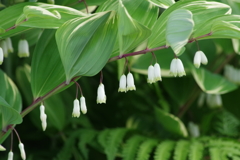 花散歩‐アマドコロ