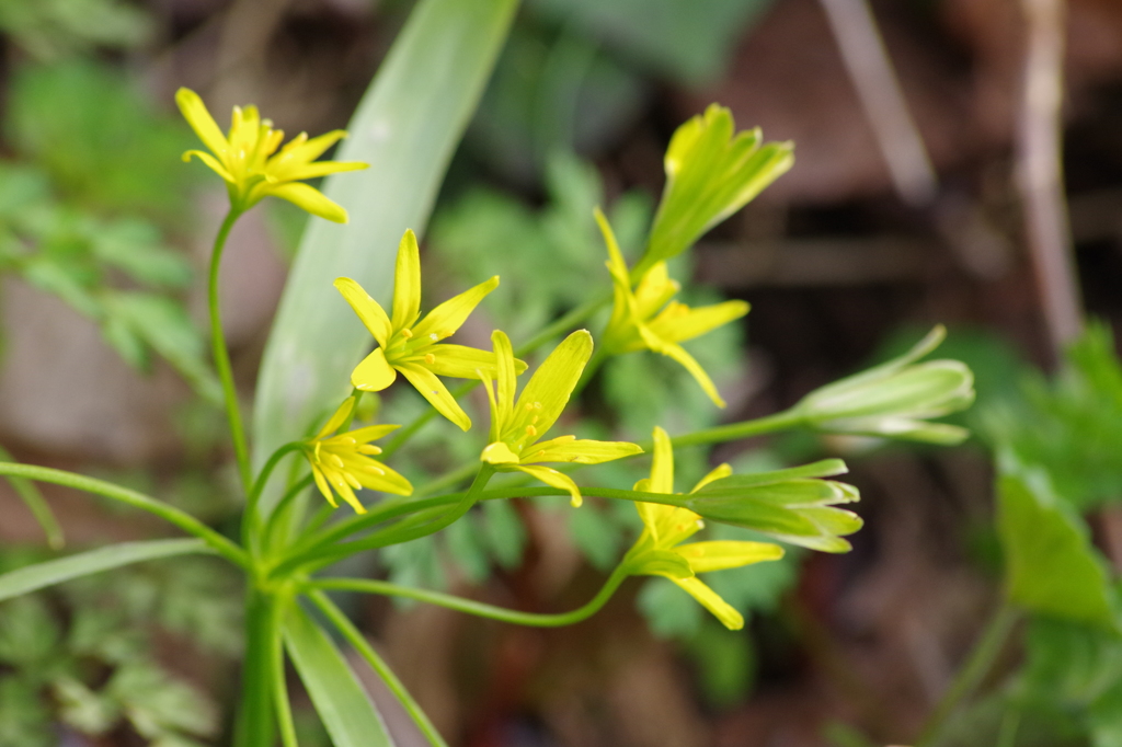 黄花甘菜