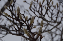 雪中散歩-木蓮の冬芽