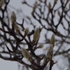 雪中散歩-木蓮の冬芽