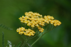 花散歩-西洋鋸草