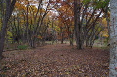 野草園の秋景色-落ち葉の林
