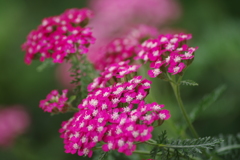 花散歩‐鋸草