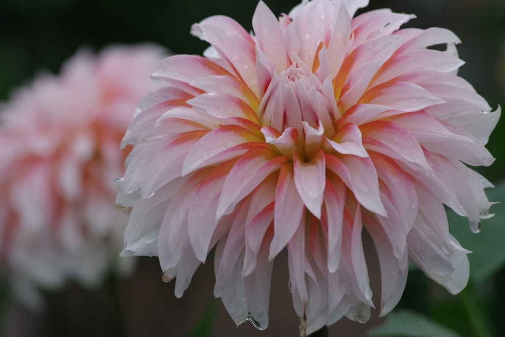 秋田のダリア-18・418