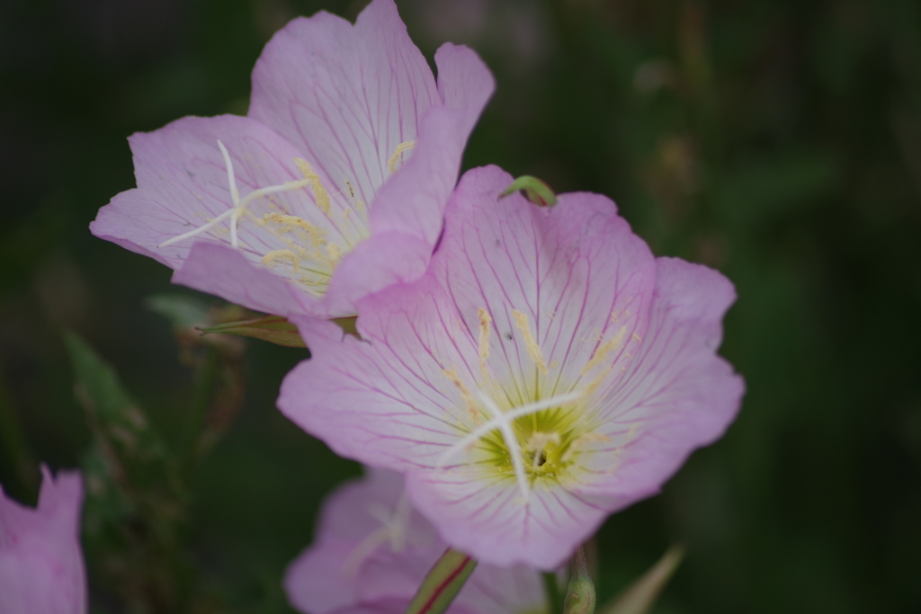 花散歩‐ヒルザキツキミソウ