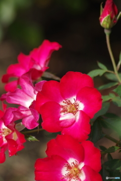 シェリーメイディランド