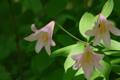 野草園の花達-姫小百合