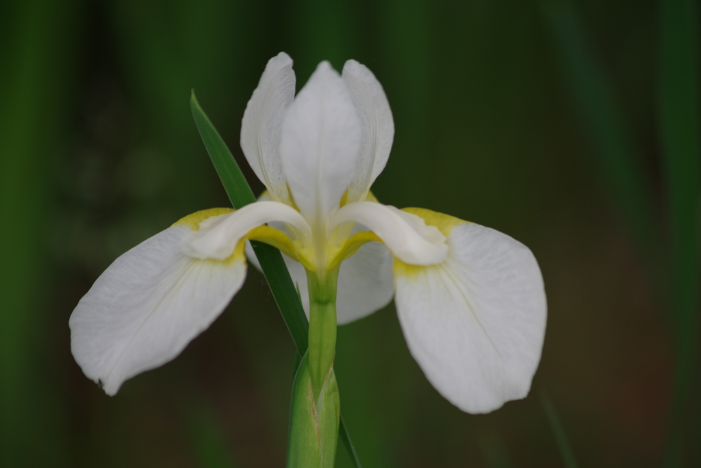 花散歩-白花のアヤメ