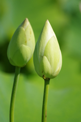 蕾ツインズ
