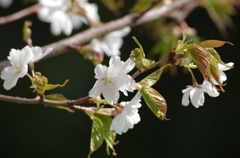 真っ白な山桜-2