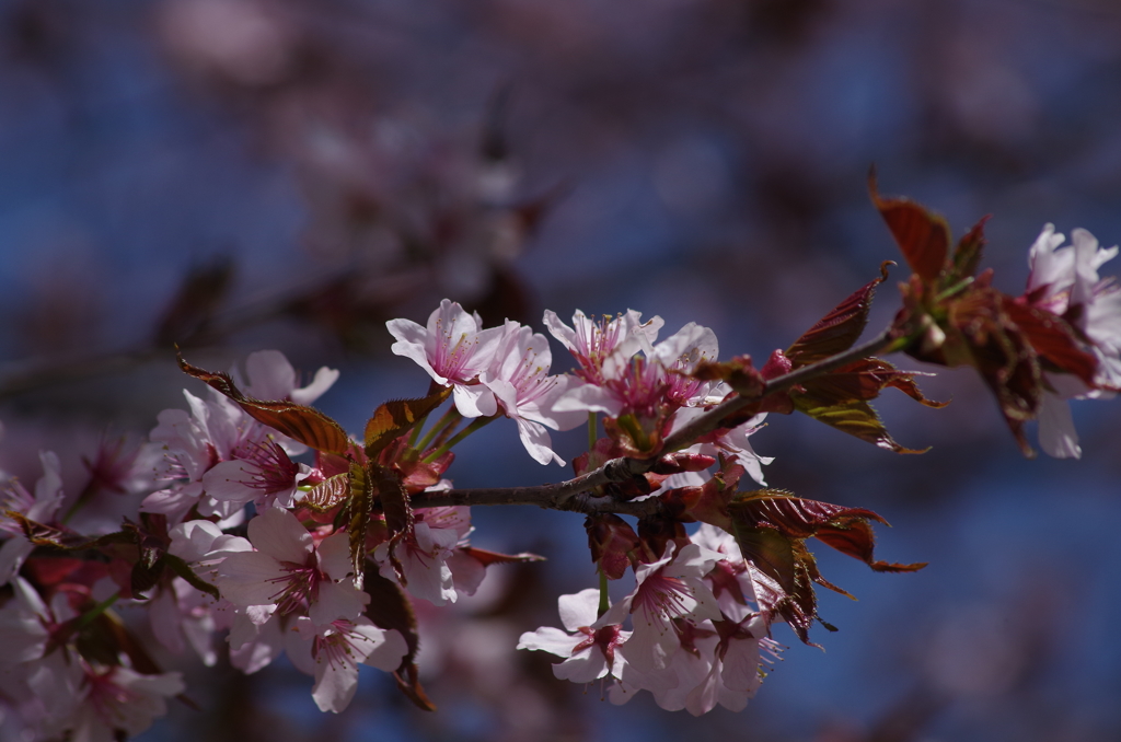 山形蔵王の桜・大山桜