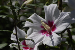 花散歩‐底赤白花の槿