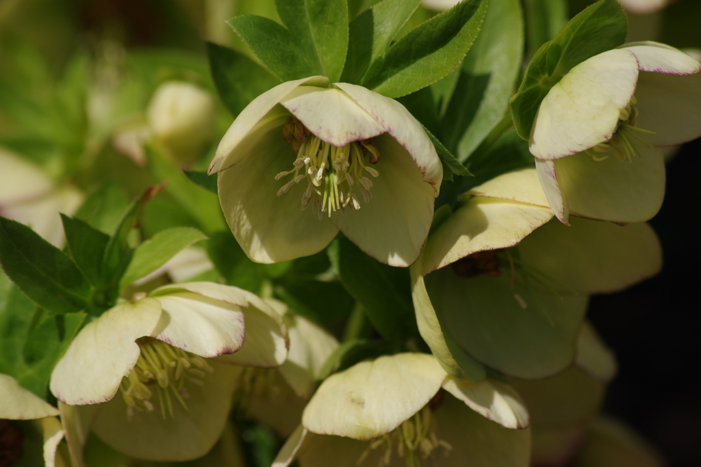 3/22 クリスマスローズは春の花-4