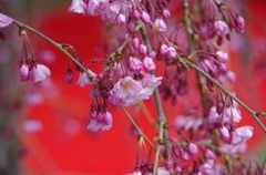 枝垂れ桜