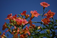 花散歩‐ノウゼンカズラ
