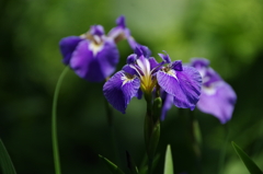 野草園の花達-ヒオウギアヤメ