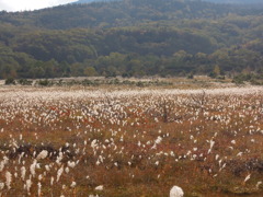 淨土平湿原の秋