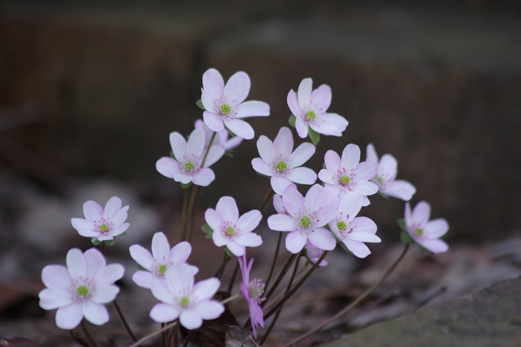 花散歩‐雪割草1