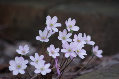 花散歩‐雪割草1