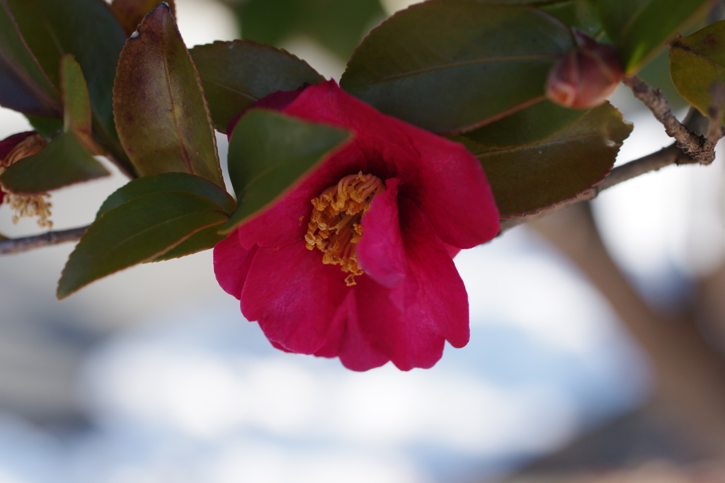 山茶花の季節