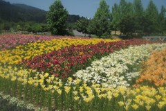 盛夏の百合園