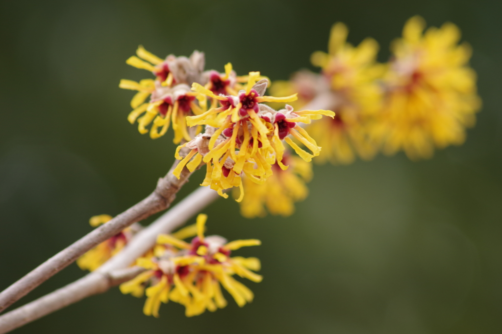 まんずさく‐シナマンサクは花盛り2