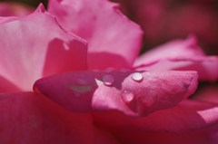 芳純