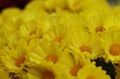 黄色の小菊