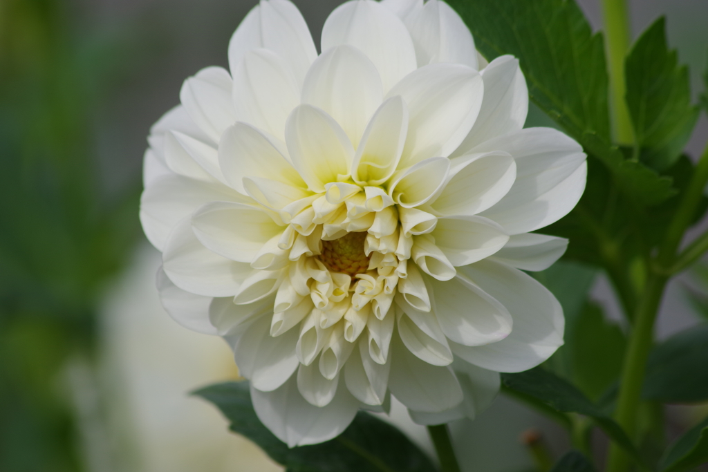 花散歩-白いダリア