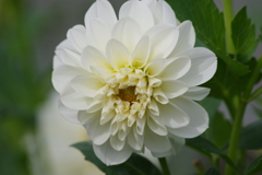 花散歩-白いダリア