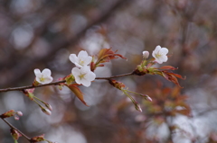山桜-2