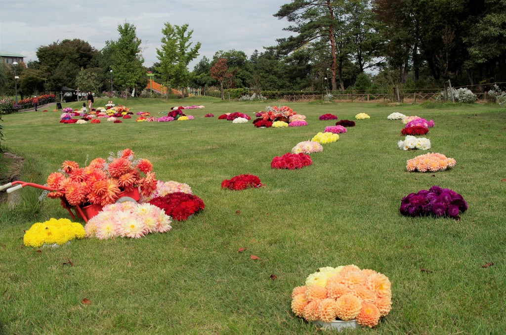 ダリアアレンジ‐ダリアの散歩道1